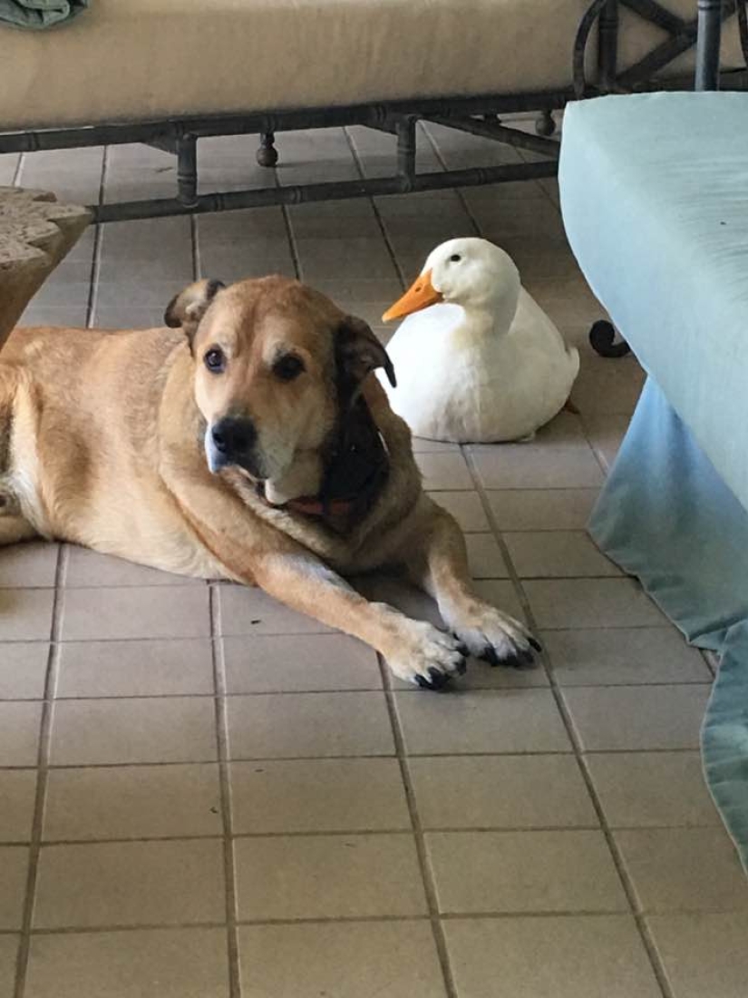El pato Donald nunca soñó: un pato alienígena salvó a un perro anhelante en el aniversario de la muerte de su novia