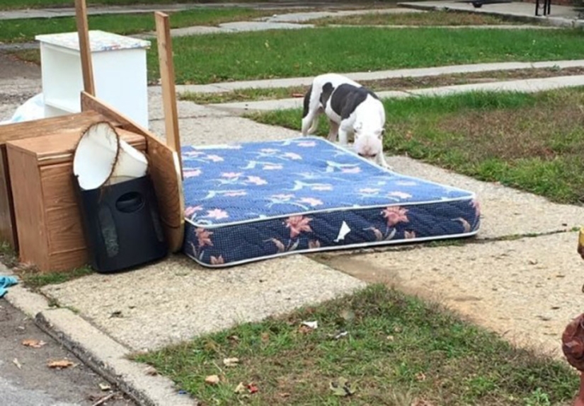 El perro abandonado no pudo creer durante un mes que los dueños se habían ido para siempre