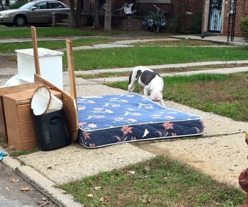 El perro abandonado no pudo creer durante un mes que los dueños se habían ido para siempre