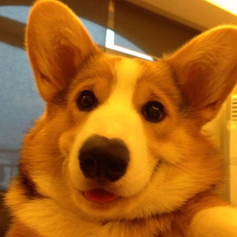 El perro más emotivo de Instagram