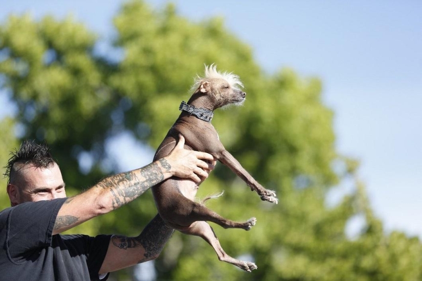 El perro más feo del mundo en 2014