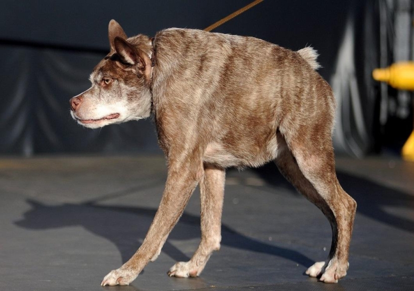 El perro más feo del mundo en 2014