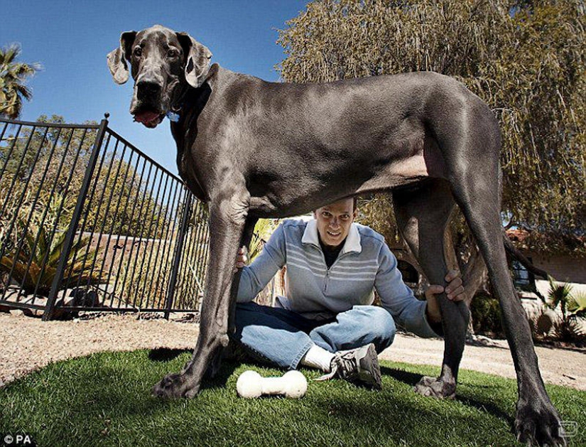 El perro más grande del mundo muere en Estados Unidos