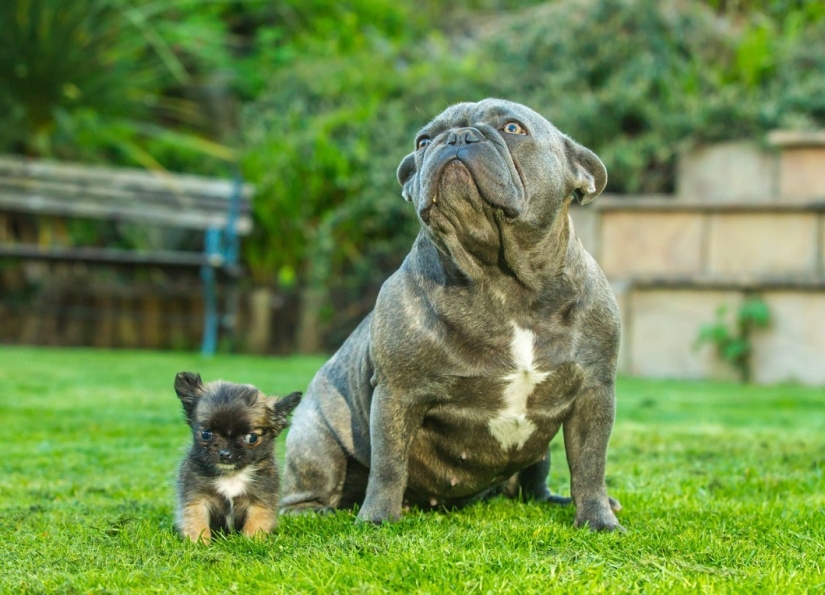 El perro más pequeño de Gran Bretaña cree que es un gatito