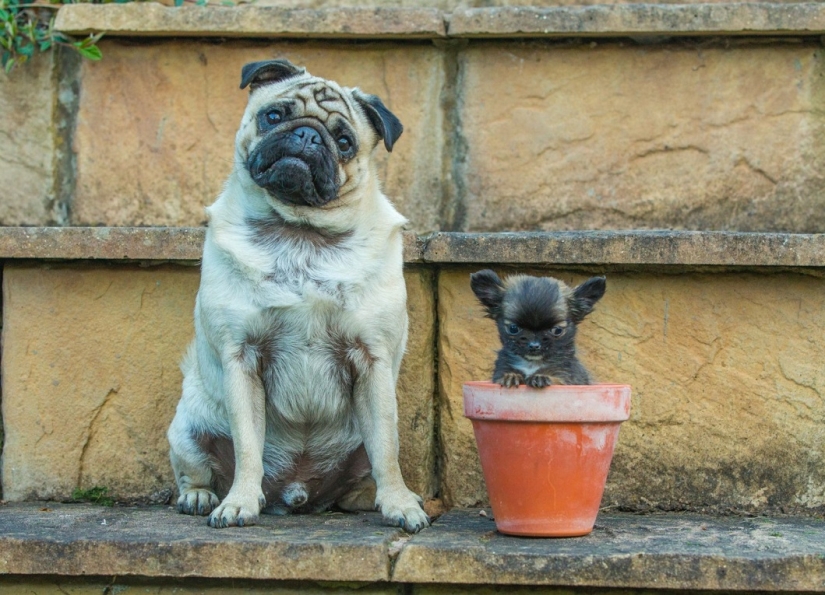 El perro más pequeño de Gran Bretaña cree que es un gatito