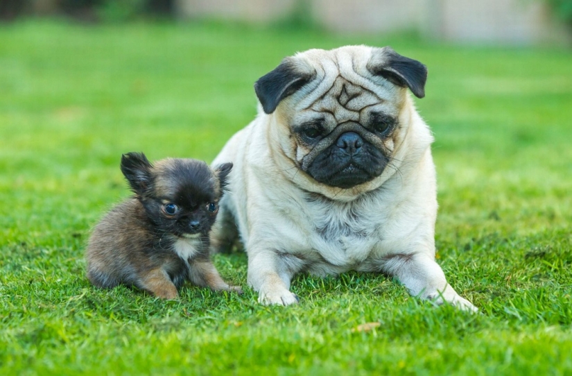 El perro más pequeño de Gran Bretaña cree que es un gatito