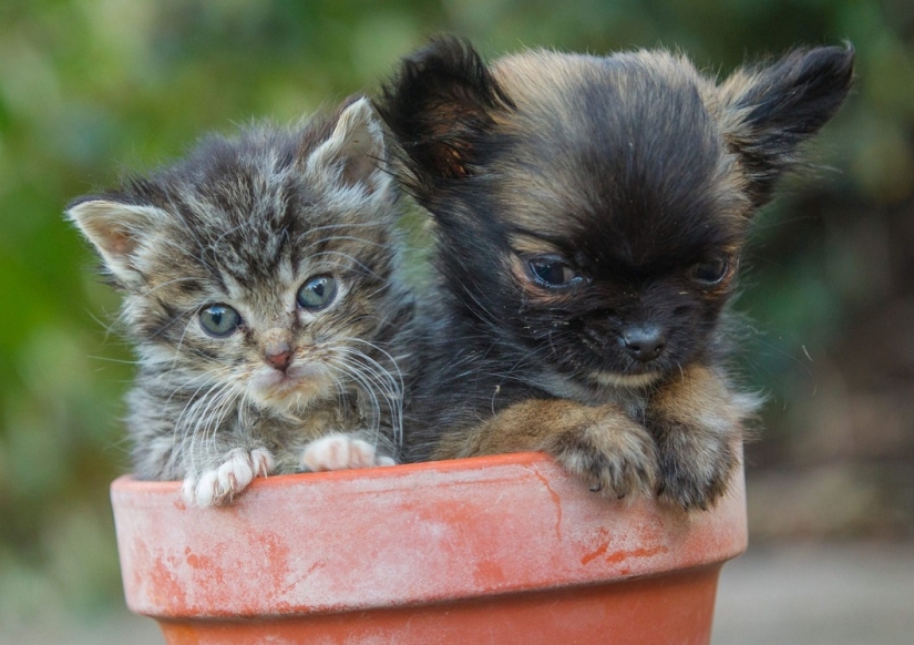 El perro más pequeño de Gran Bretaña cree que es un gatito