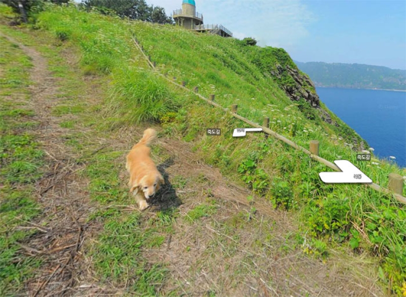 El perro sigue el dispositivo de Google Street View y hace fotobombas en cada fotograma