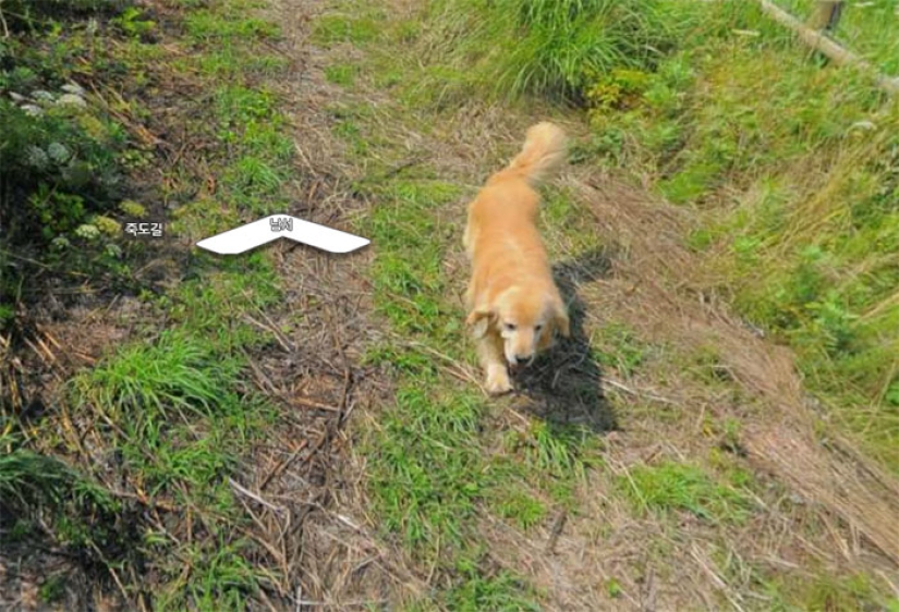 El perro sigue el dispositivo de Google Street View y hace fotobombas en cada fotograma