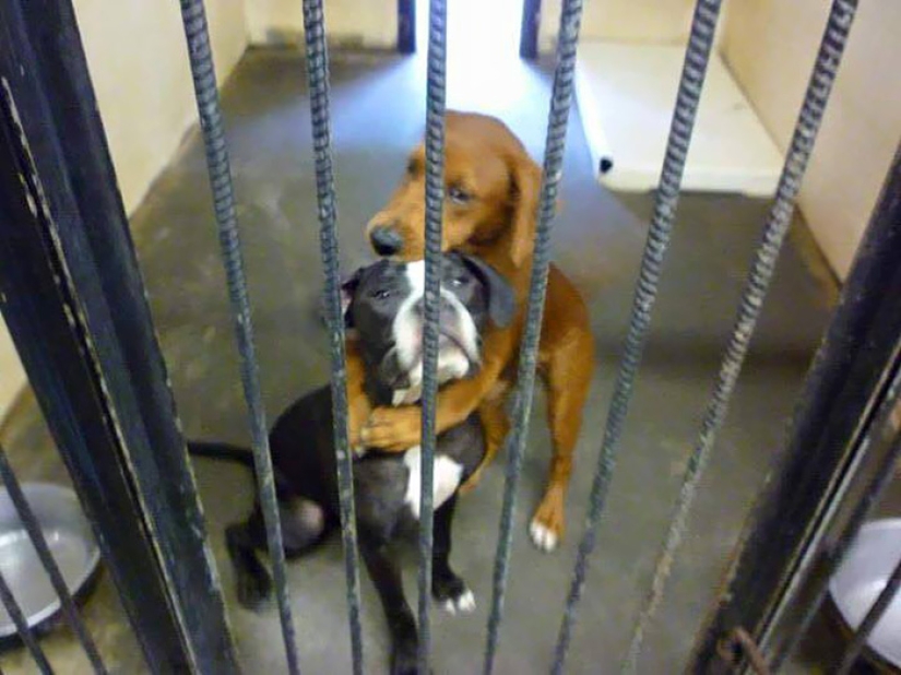 El poder mágico de Facebook: dos perros abrazados se salvaron de la eutanasia en el último momento