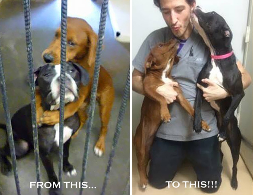 El poder mágico de Facebook: dos perros abrazados se salvaron de la eutanasia en el último momento