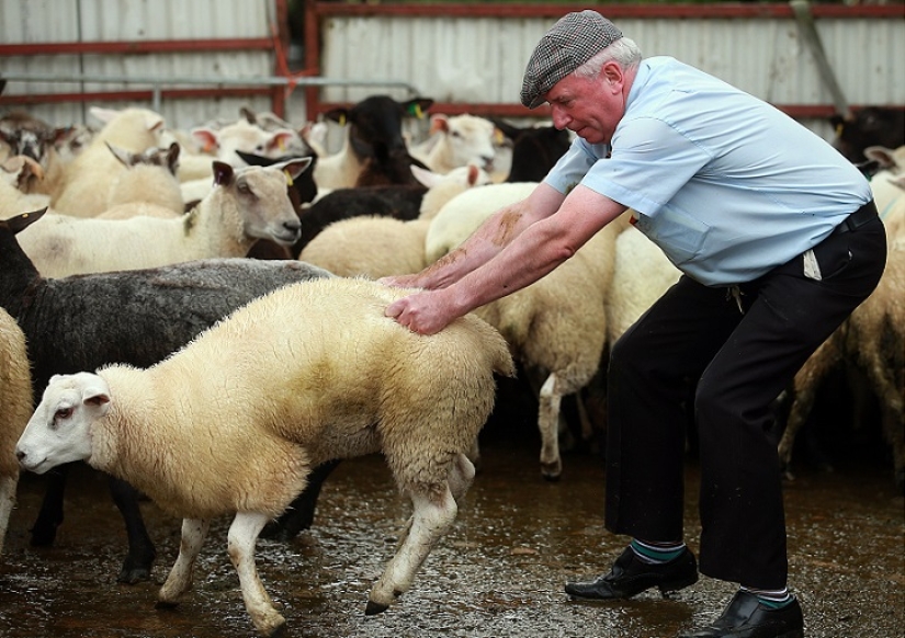 El primer concurso mundial de escupir estiércol de oveja