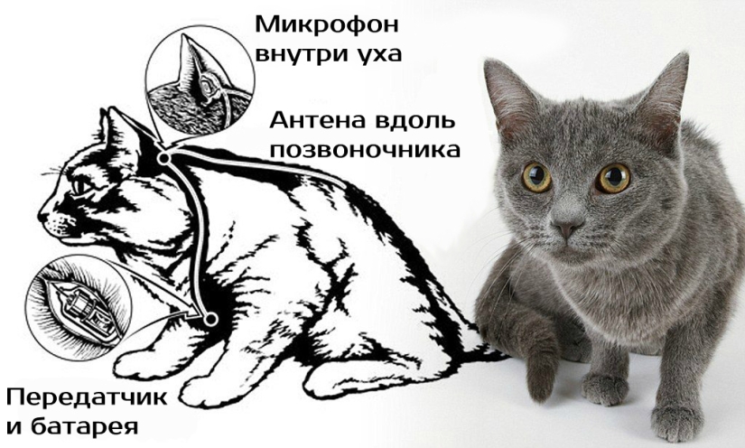 El proyecto del Gatito Acústico, o cómo la CIA entrenó a un gato para que siguiera a la URSS