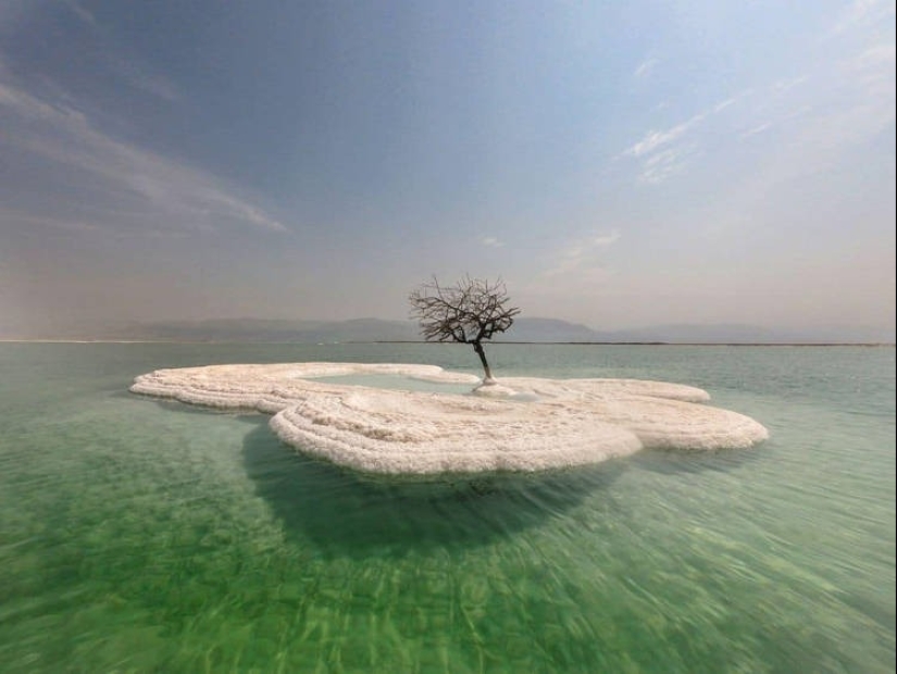 El Árbol de la Vida: el secreto de una planta solitaria en medio del Mar Muerto