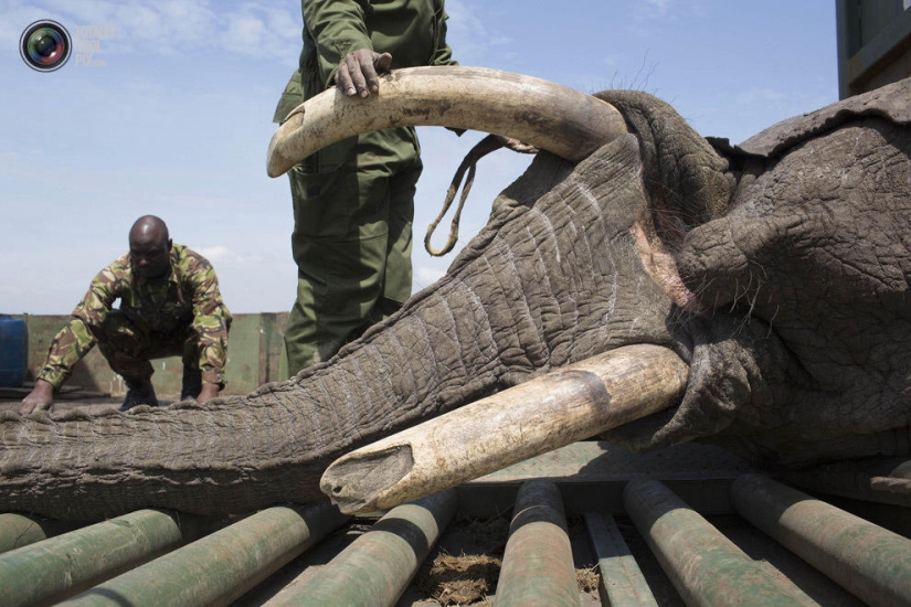 El Servicio de Vida Silvestre de Kenia reubica elefantes