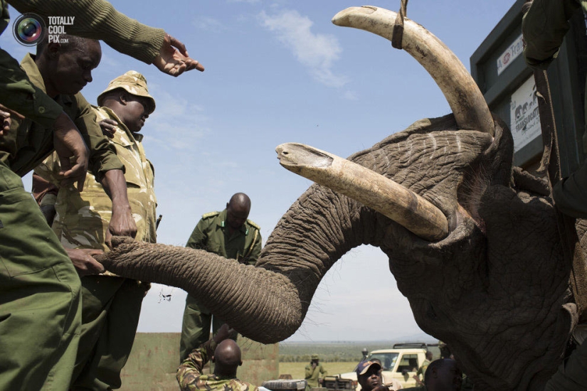 El Servicio de Vida Silvestre de Kenia reubica elefantes