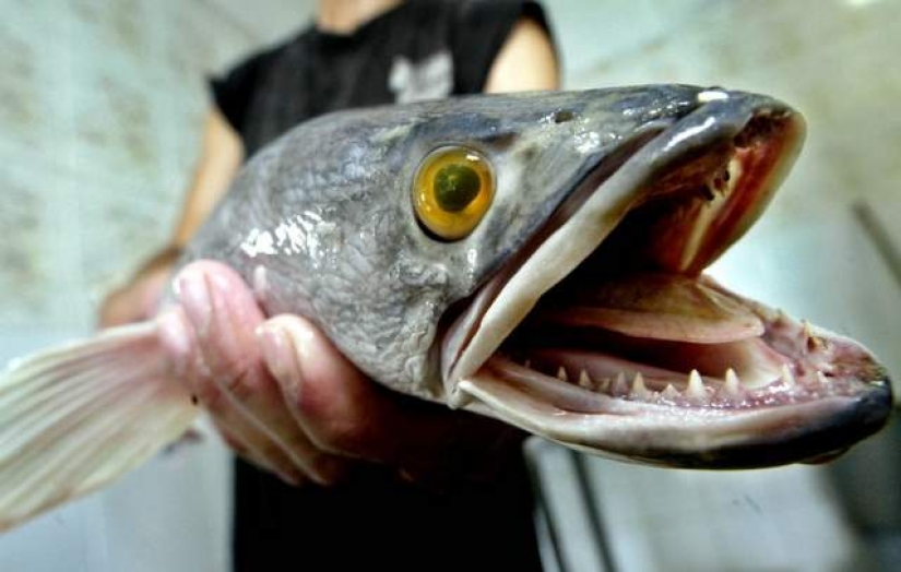 El sueño de un pescador y el horror de un ecologista: el pez cabeza de serpiente terminator captura las aguas de los Estados Unidos