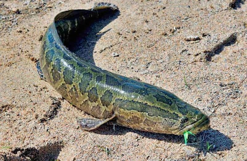 El sueño de un pescador y el horror de un ecologista: el pez cabeza de serpiente terminator captura las aguas de los Estados Unidos