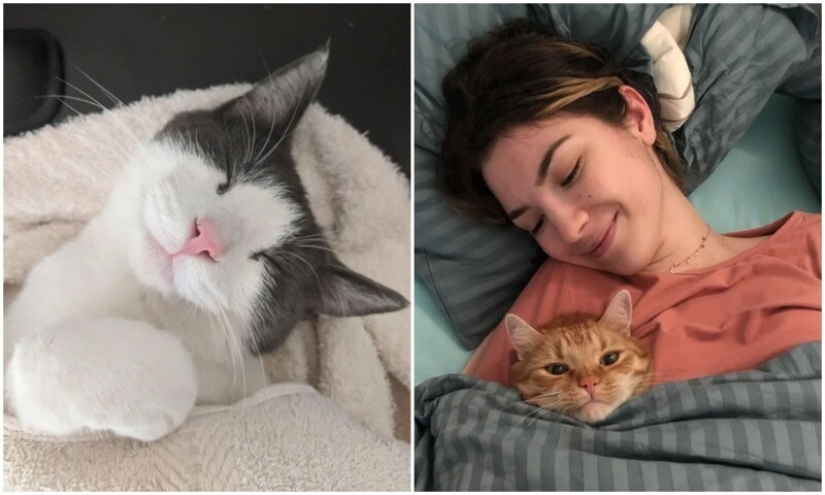 El sueño es una cosa sagrada: 35 fotos de gatitos, después de lo cual querrá tomar una siesta
