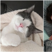 El sueño es una cosa sagrada: 35 fotos de gatitos, después de lo cual querrá tomar una siesta