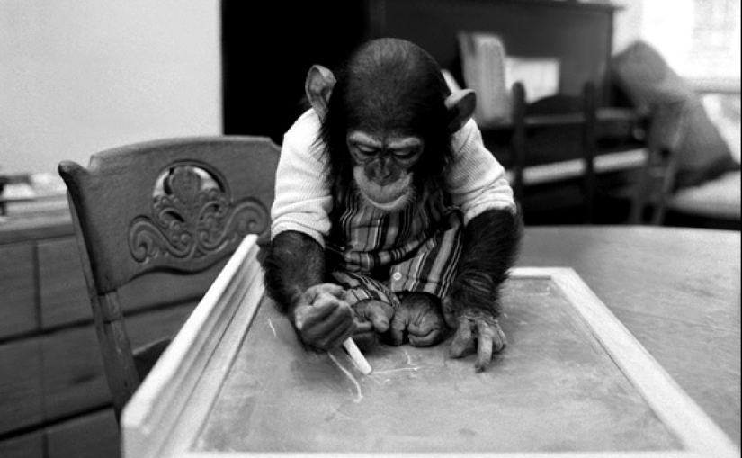 El trágico destino de Nim Chimpsky, o es posible hacer un hombre de un mono