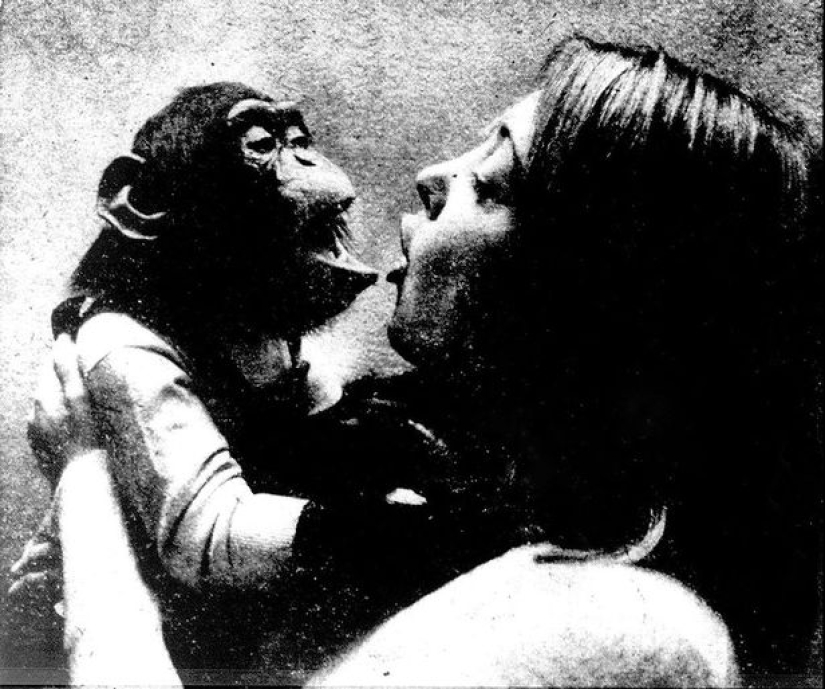 El trágico destino de Nim Chimpsky, o es posible hacer un hombre de un mono