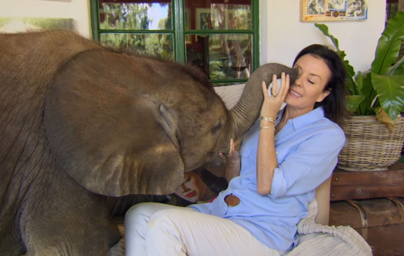 Elefante ha encontrado una nueva "mamá"