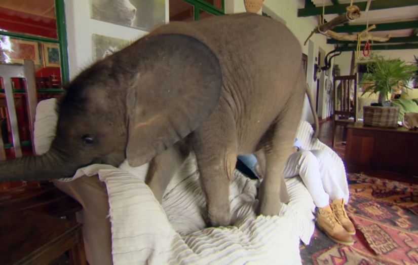 Elephant has found a new "mom"