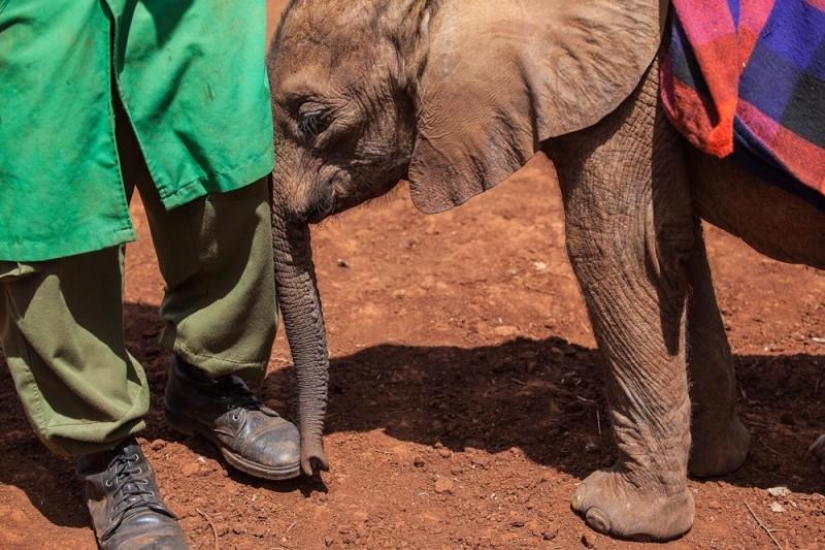 Elephant Orphanage in Kenya