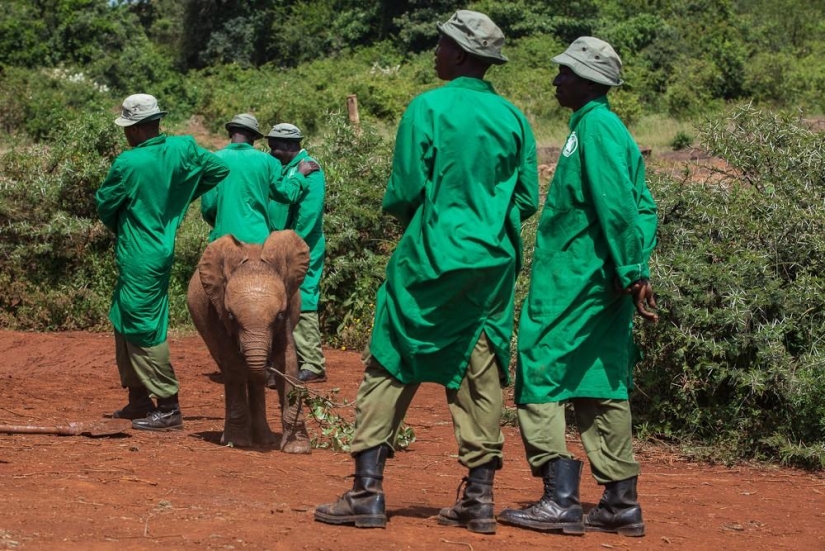 Elephant Orphanage in Kenya