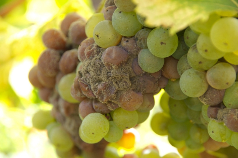 Elixir de los Dioses: 36 datos interesantes sobre el vino