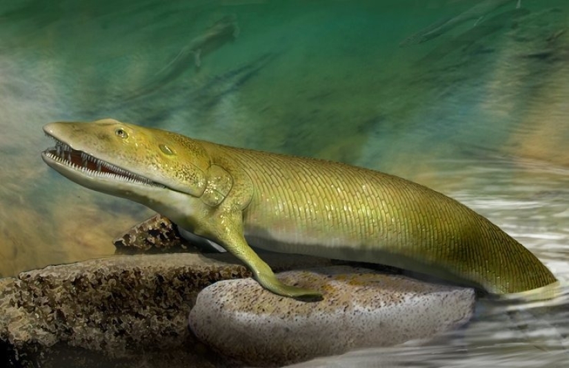 Elpistostega: La criatura que nos dio dedos. Uno de los primeros "peces" que se atrevió a ir a la tierra y adquirió extremidades de pleno derecho.