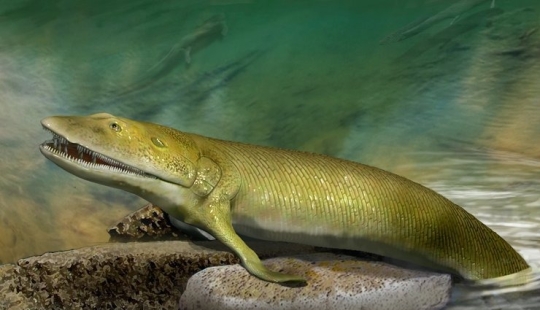 Elpistostega: La criatura que nos dio dedos. Uno de los primeros "peces" que se atrevió a ir a la tierra y adquirió extremidades de pleno derecho.