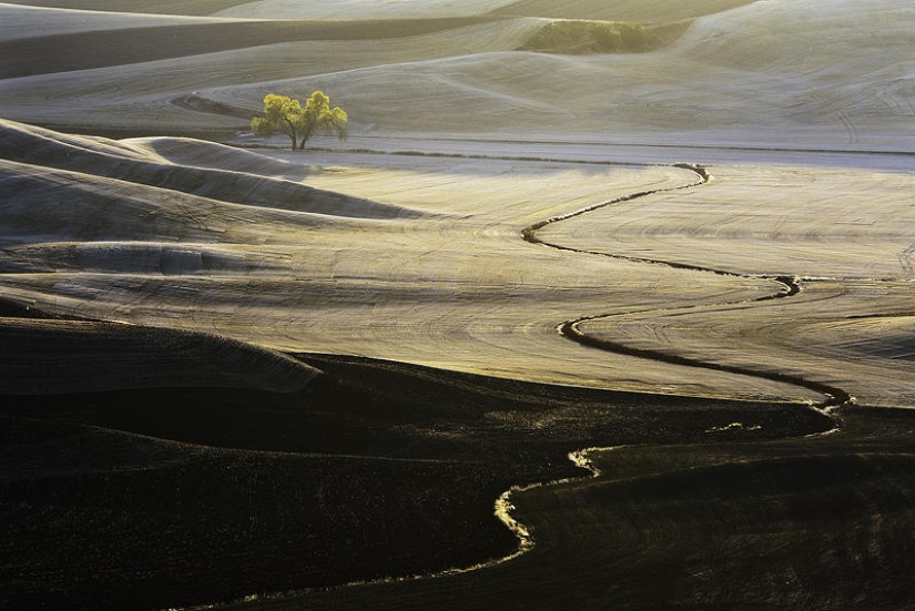 Emerald Hills of Palouse