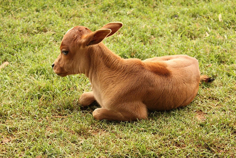 Emotional selection: Sideways glances in the animal world