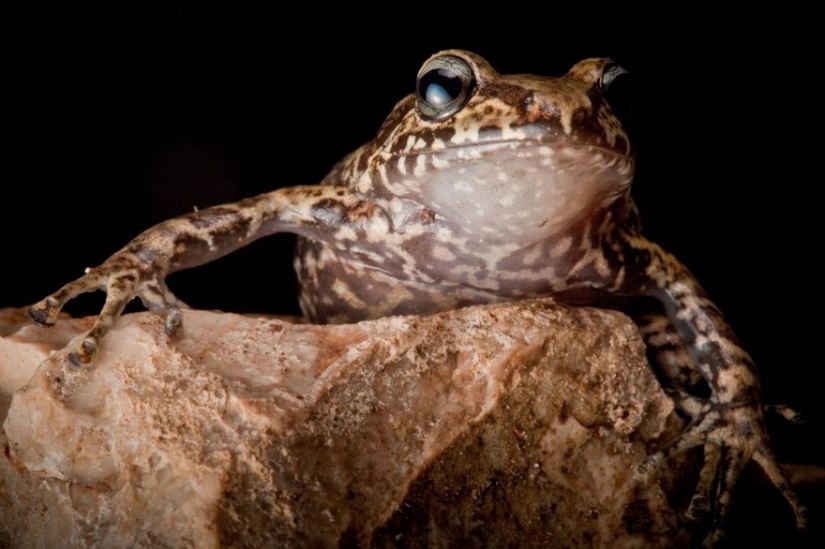 En busca de la Rana Perdida: Las especies más raras de ranas increíbles en fotos fantásticas