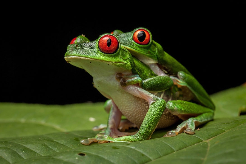 En busca de la Rana Perdida: Las especies más raras de ranas increíbles en fotos fantásticas