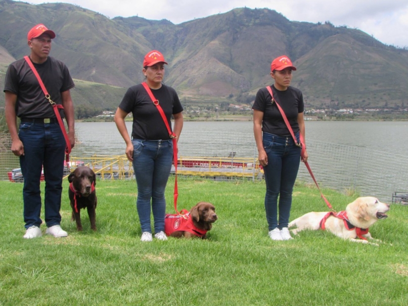 En Ecuador, el perro rescató a 7 personas de los escombros y murió por deshidratación