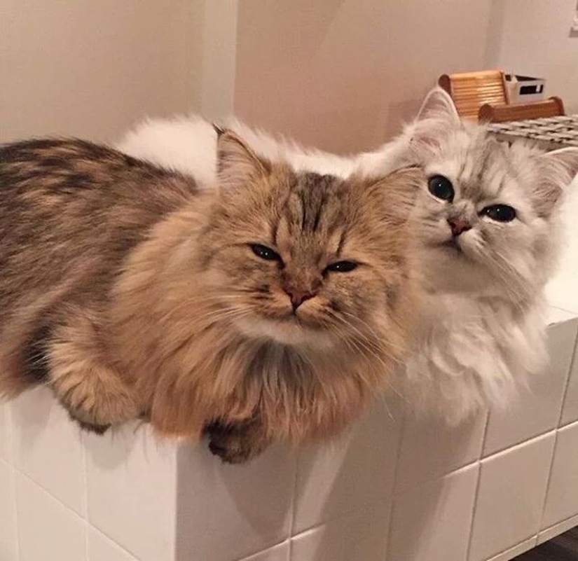 En este post, el hogar de la más suave y esponjosa de los gatos en el mundo