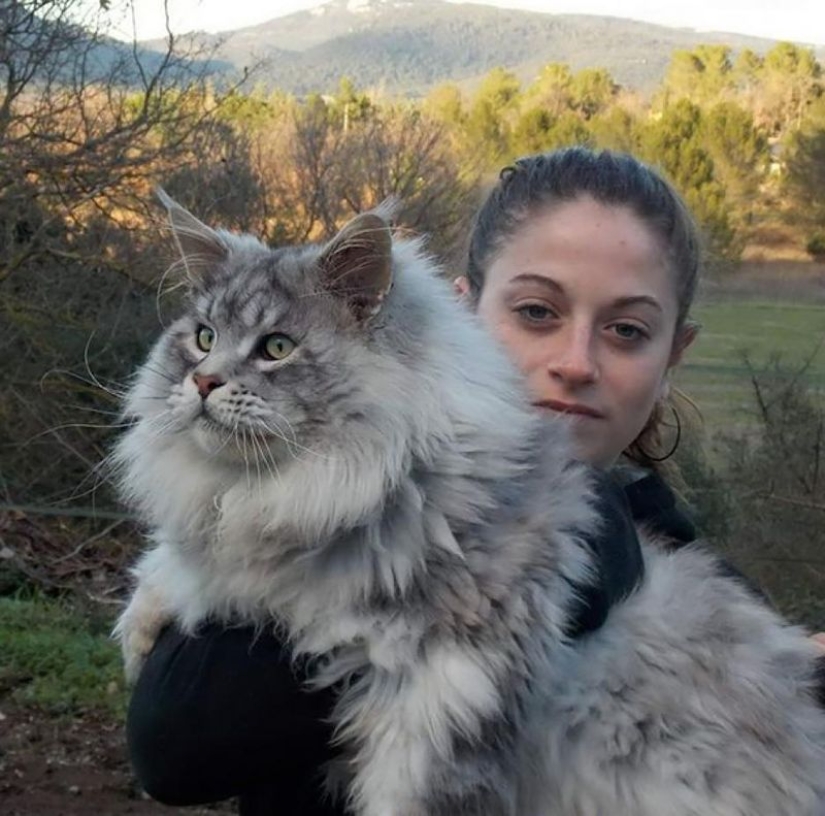 En este post, el hogar de la más suave y esponjosa de los gatos en el mundo