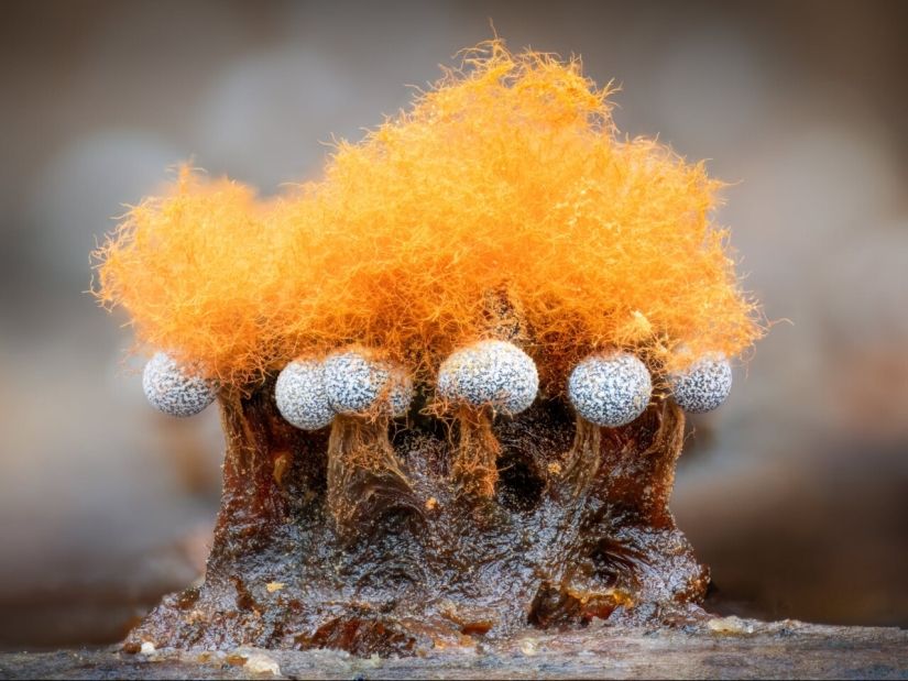 En fotografías macro, Barry Webb captura las características fugaces y de otro mundo de los mohos y hongos limosos