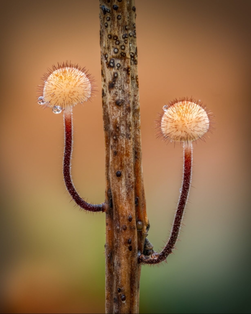 En fotografías macro, Barry Webb captura las características fugaces y de otro mundo de los mohos y hongos limosos