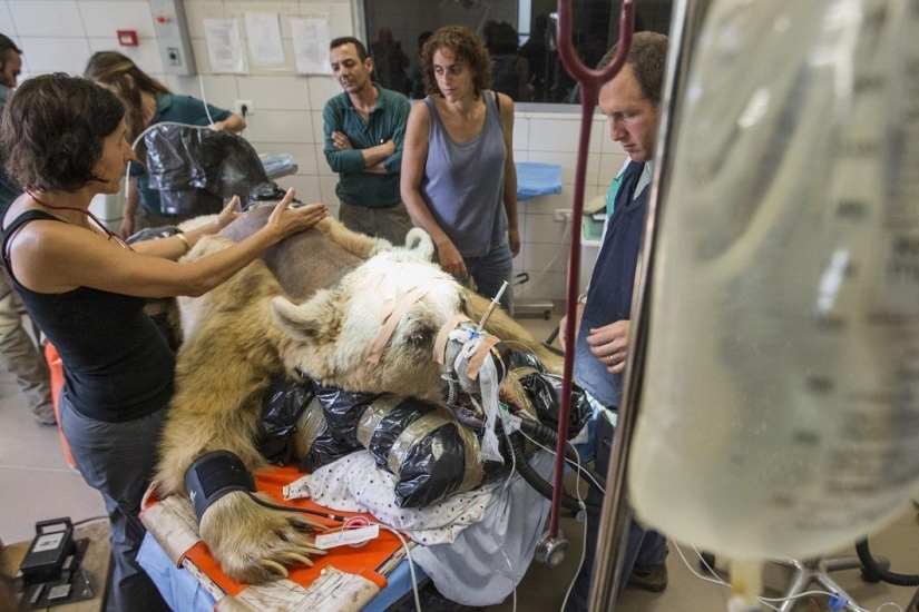 En Israel, la primera operación en la columna vertebral de un oso.