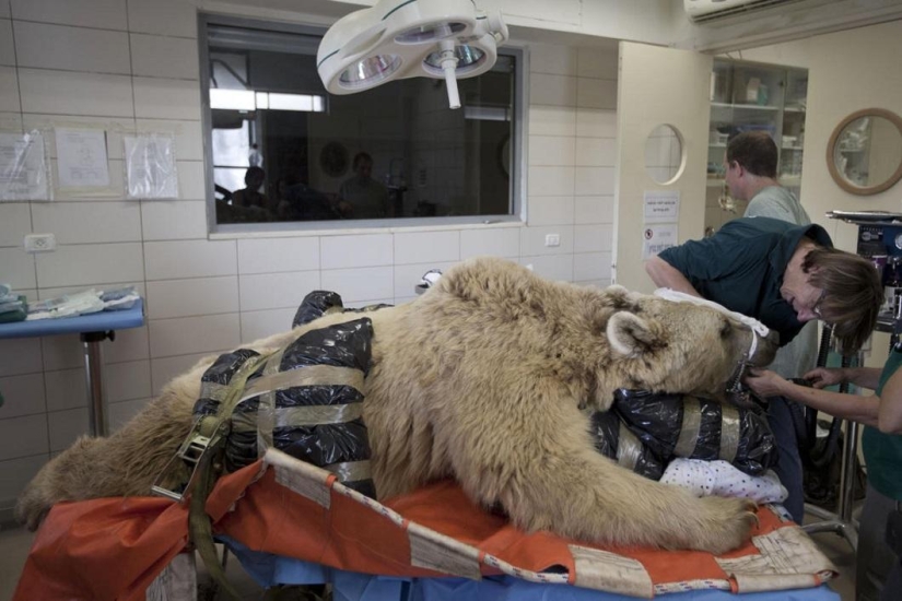 En Israel, la primera operación en la columna vertebral de un oso.