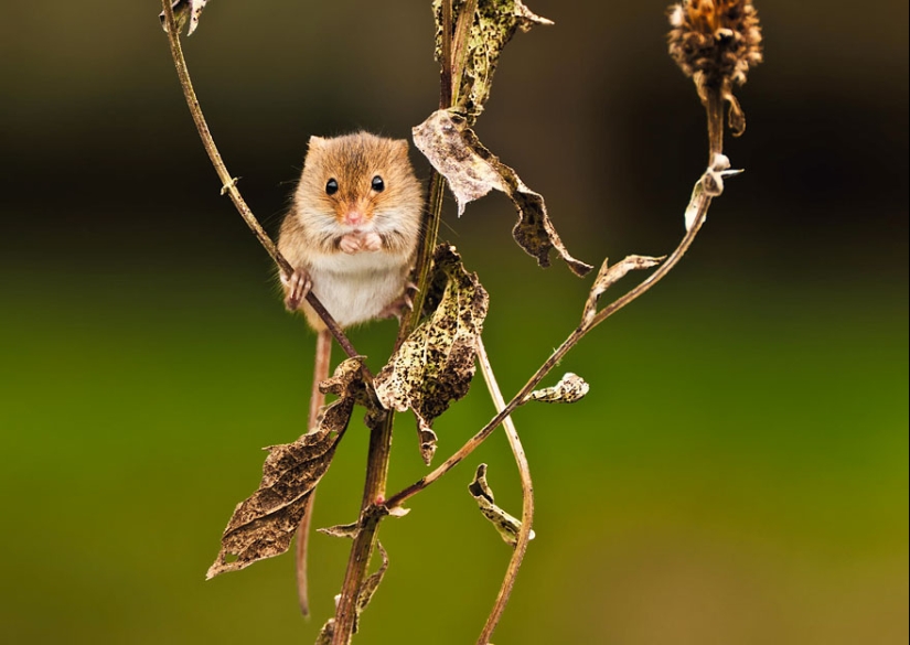 En la lente-ratones bebé