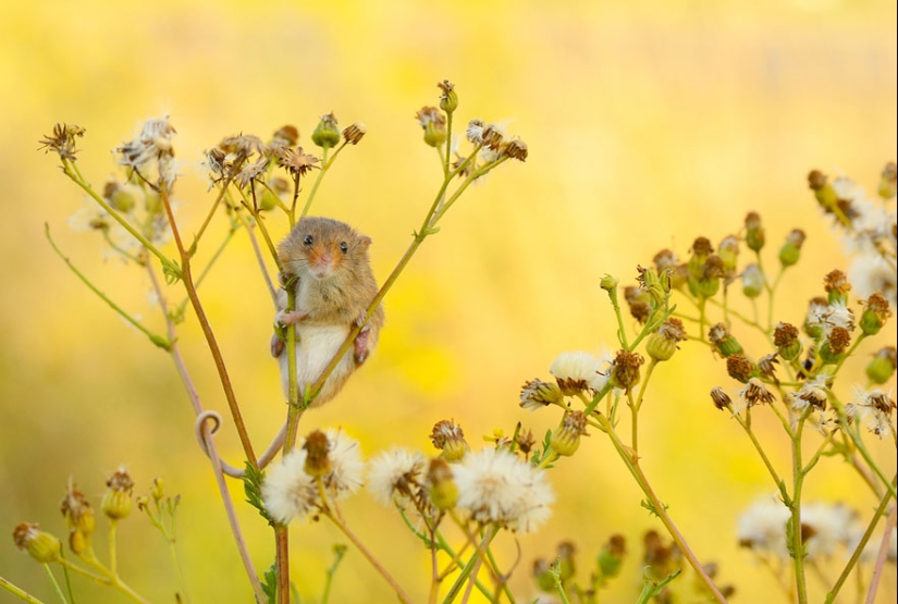 En la lente-ratones bebé