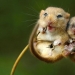 En la lente-ratones bebé