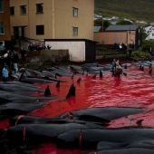 En las costas sangrientas: los feroeses vuelven a matar brutalmente a cientos de delfines