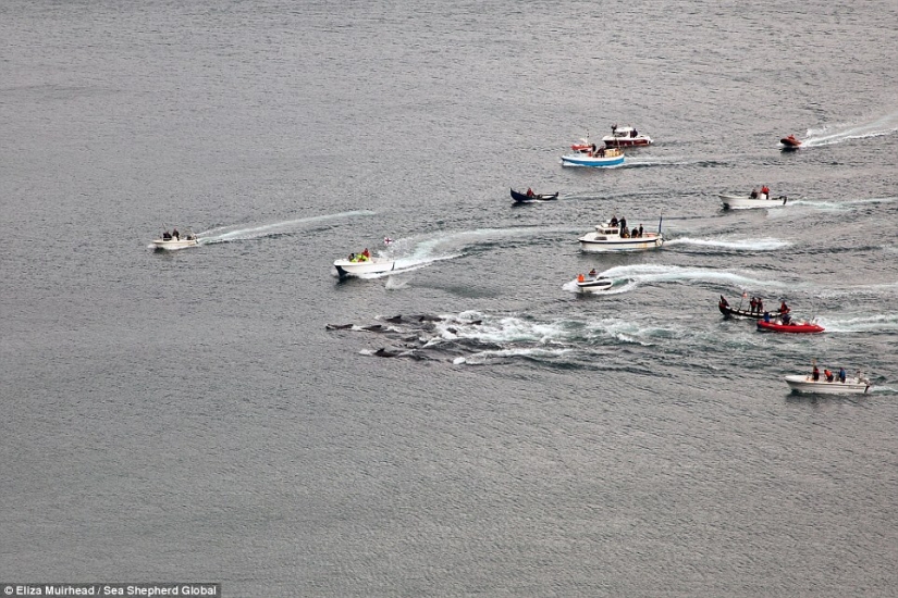 En las costas sangrientas: los feroeses vuelven a matar brutalmente a cientos de delfines