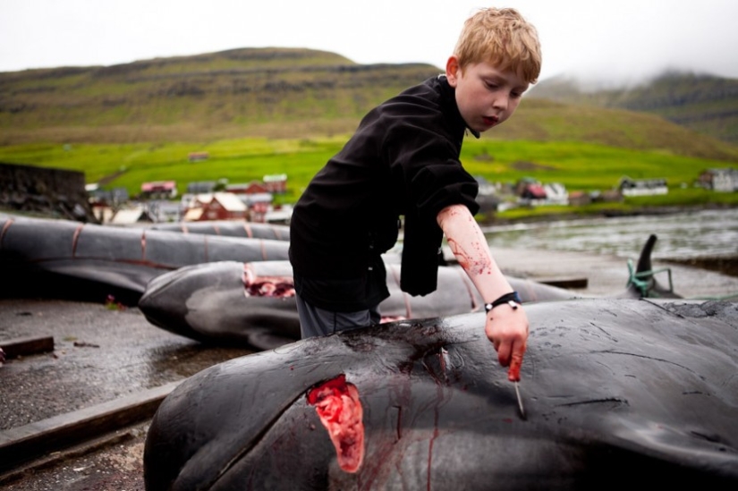 En las costas sangrientas: los feroeses vuelven a matar brutalmente a cientos de delfines